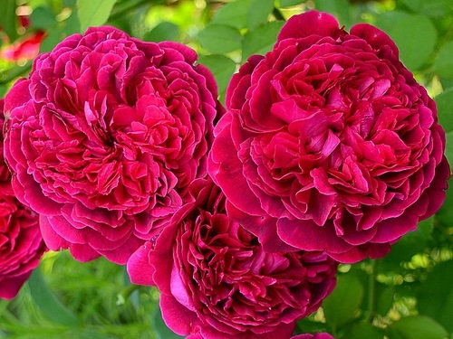 Троянда William Shakespeare саджанець Класс: англійська - Зображення 2