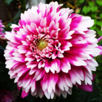 жоржина-Fuzzy-Wuzzy