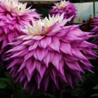 жоржина-Sir-Alf-Ramsay