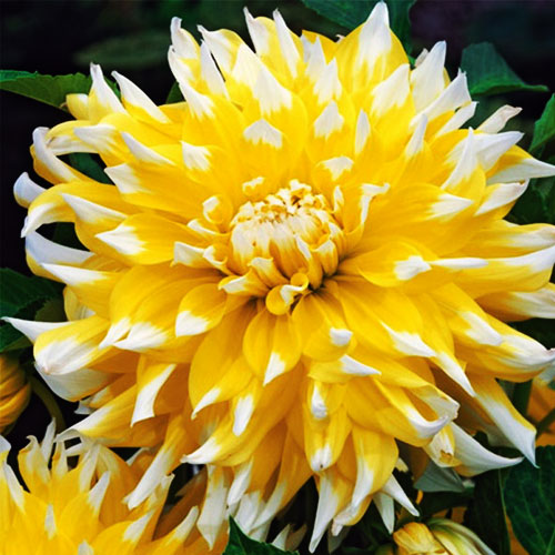 жоржина-grand-prix