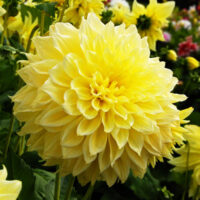 жоржина-kelvin-floodlight