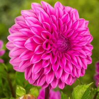 жоржина lucky number